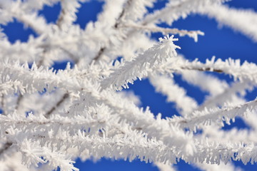 white frost against blue sky