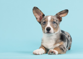 Welsh corgi puppy with one standing and one hanging ear lying down on a blue background