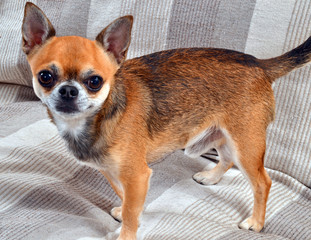 Retrato de un perro chihuahua.