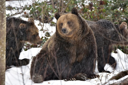 female bear with its young bears