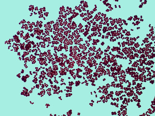 Staphylococcus cells under a microscope about a thousandfold magnification