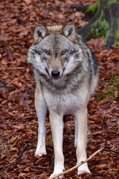 wolf sitting on red leaves with slight snowy blanket