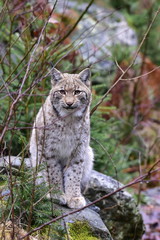 Naklejka na ściany i meble lynx cat in nature reserve Bavarian forest in Germany