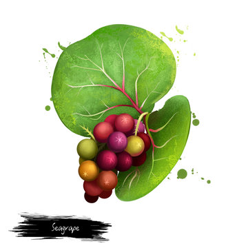Seagrape fruit isolated on white. Coccoloba uvifera species of flowering plant in buckwheat family, Polygonaceae. Common name baygrape. Grape-like clusters. Digital art watercolor illustration