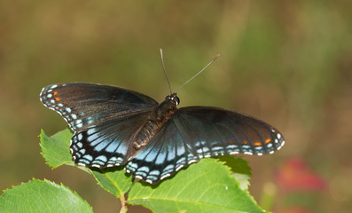 Red-spotted Purple Admiral butterfly resting on a rose leaf in summer garden