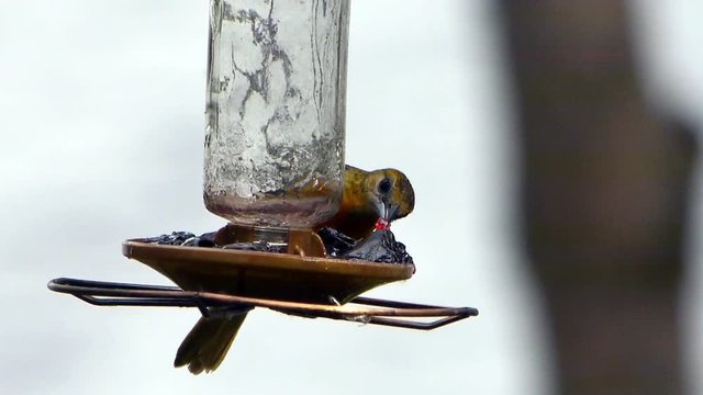 Baltimore oriole (Icterus galbula) female gulps down grape jelly at lake feeder in summer.