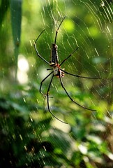 Goldene Seidenspinne