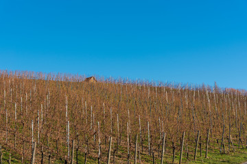 Obraz premium German vineyards in winter