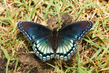 Dorsal view of Red-spotted Purple Admiral butterfly