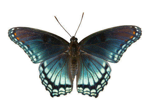 Red Spotted Purple Admiral, Limenitis arthemis astyanax, beautiful blue butterfly isolated on white