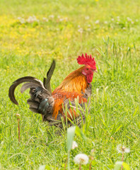 Handsome partridge colored bantam rooster in a sunny yard in summer
