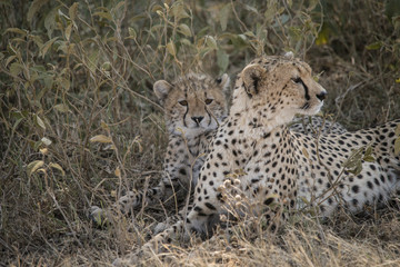Cheetah Mom and Cub
