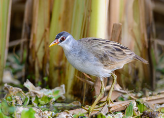 Aves,Beautiful bird,Crake,Nature,Ornithology,Pool,Porzana cinerea,Poultry,Rallidae,Thailand,Water bird,Wetland,animal,bird,brown bird,close up,colorful bird,lagoon,outdoor,pond,waterfowl,wildlife,prow