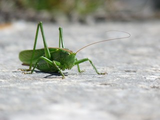Sauterelle prête à attaquer