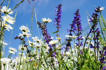Fototapeta premium Frühlingserwachen: Meditation, Relaxen in Blumenwiese mit leuchtend schönen Margeriten:)