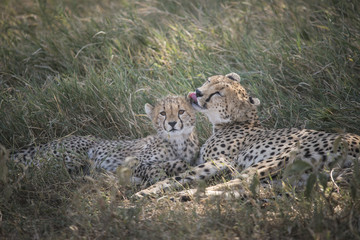 Cheetah Mother Love