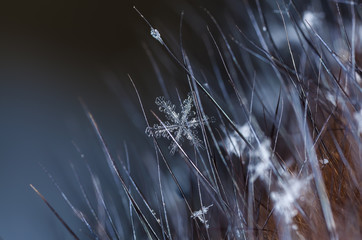 natural snowflakes on fur.  the picture is made at a temperature of-10 C