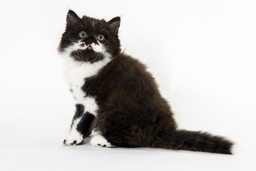 Black kitten seated alone with white background