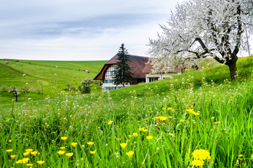 Blumenwiese im Frühling, Berner Mittelland, Schweiz
