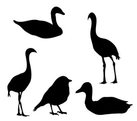 Silhouette of the birds