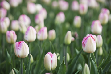 pink fresh tulips. Nature background