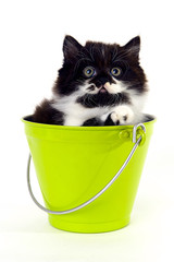 black and white kitten in a green bucket with white background