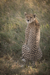 Cheetah Portrait, Serengeti