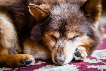 Fototapeta premium Dog Resting. A dog is seen sleeping.