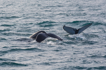 Fototapeta premium Whale watching. Humpback whale tail with selected focus. Husavik, Iceland.