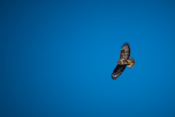 Fototapeta premium Oiseaux de Proie 