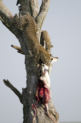 Leopard and Cub with Kill
