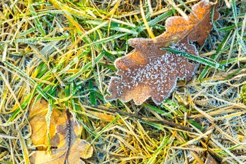 Close up of rime on plants.