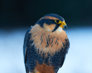 Female Aplomado Falcon (Falco femoralis)