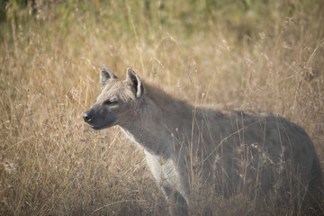 Hyena Profile