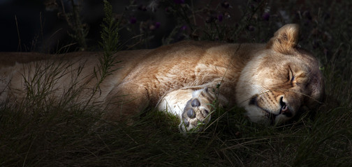 Sleeping lioness 