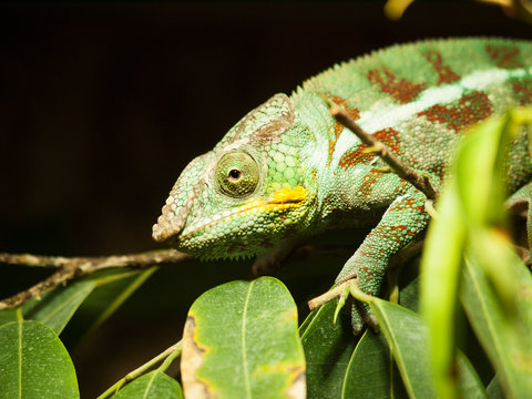 Portrait of adult  Cone-head chameleon on the branch with leaves - Chameleo calyptratus