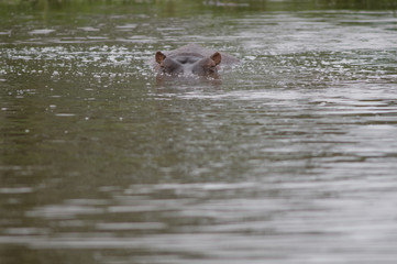 Hippopotamus Stalking