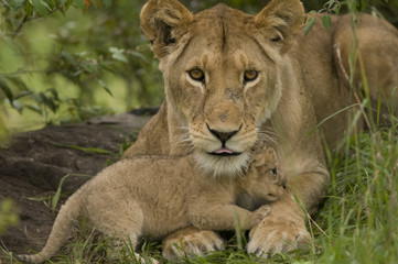 Obraz na płótnie Canvas Lioness and Cub
