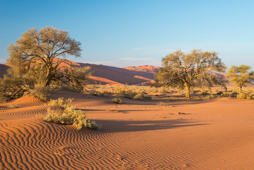 The scenic Sossusvlei and Deadvlei, clay and salt pan with braided Acacia trees surrounded by majestic sand dunes. Namib Naukluft National Park, travel destination in Namibia.