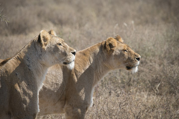 Two Female Lions