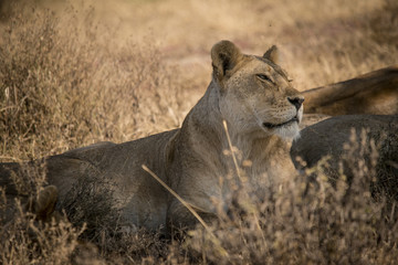 Relaxed Female Lion, Serengeti