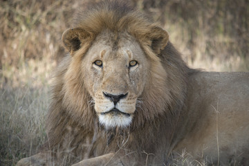 Fototapeta na wymiar Eye to Eye with Male Lion, Serengeti