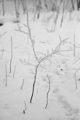 Branch full of hoarfrost with natural background