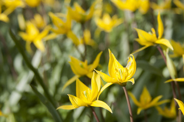 Obraz premium Yellow wild tulip (Bieberstein Tulip) in its natural habitat