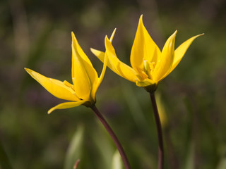 Fototapeta premium Yellow wild tulip (Bieberstein Tulip) in its natural habitat