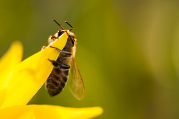 Honey bee on a yellow wild tulip with natural background