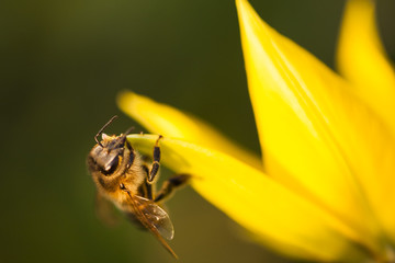 Honey bee on a yellow wild tulip with natural background