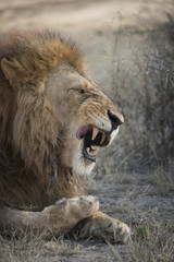 Sneezing Lion, Serengeti