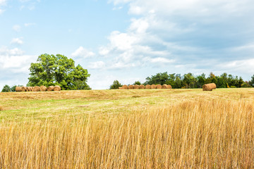 Hay roll bales on countryside field with tall dry grass