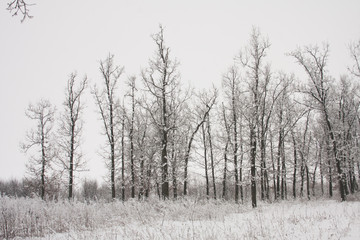 Snowing landscape in the park
